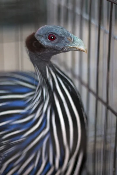 Vulturine guineafowl (Acryllium vulturinum) — Stock Photo, Image