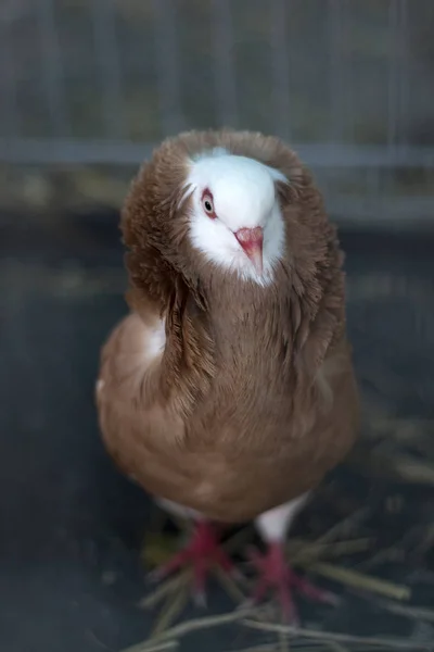 독일 스님 비둘기 — 스톡 사진