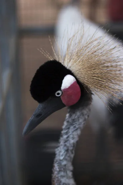 Grey crowned crane — Stock Photo, Image