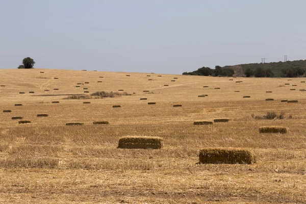 Torra Alentejo landskapet — Stockfoto