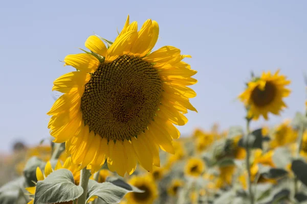 Sunflower field in Alentejo — Stock Photo, Image