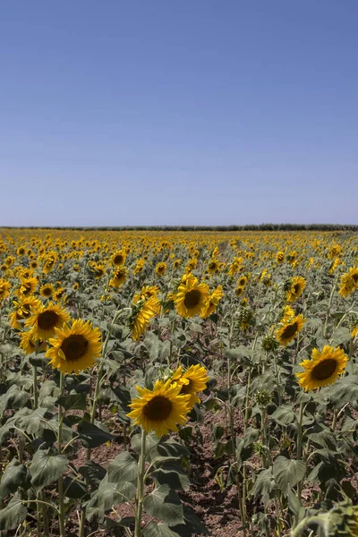 Beautiful Sunflower field — Stock Photo, Image