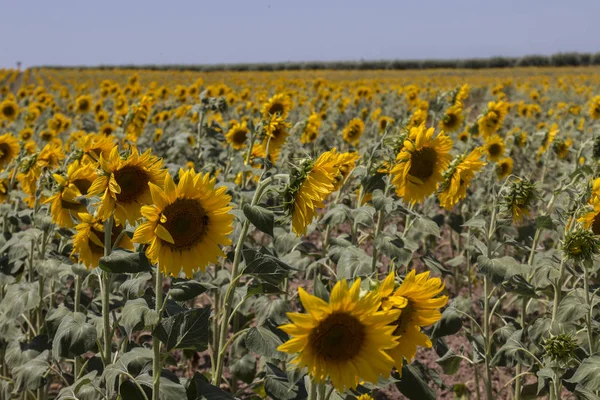 Beautiful Sunflower field — Stock Photo, Image