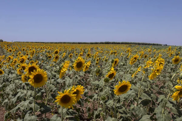 Beautiful Sunflower field — Stock Photo, Image
