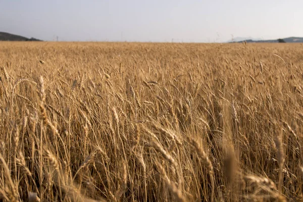 Plantação de campos de trigo — Fotografia de Stock