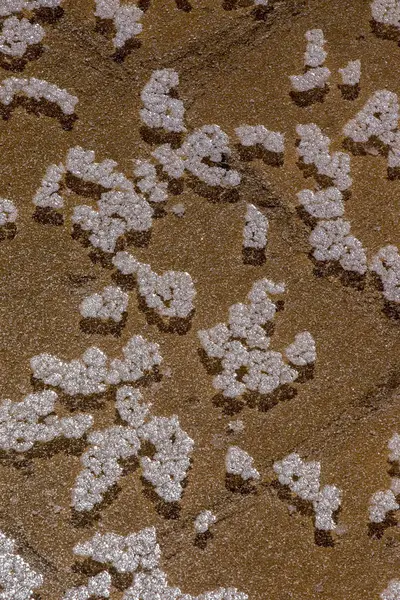 塩の花の形成 — ストック写真