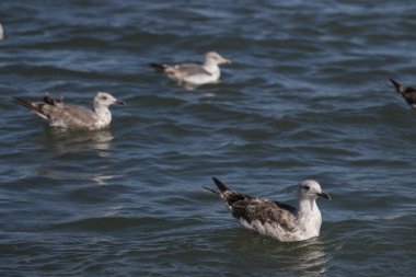 Martılar Yüzme kuş