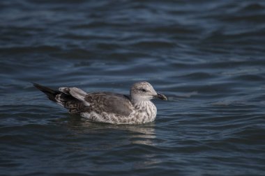 Martılar Yüzme kuş