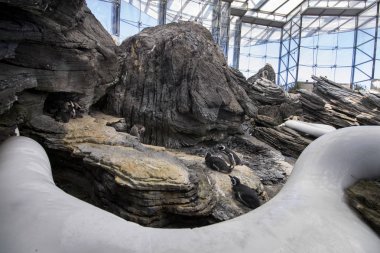 Lizbon, Portekiz: 22 Temmuz, 2016 - Oceanarium alan soğuk 