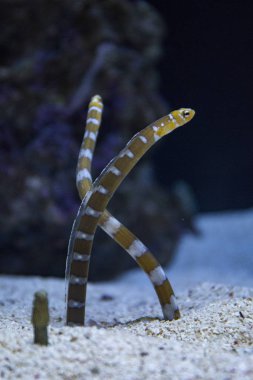 Muhteşem bahçe yılan balığı