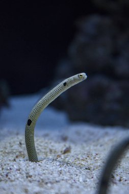 Bahçe yılan balığı benekli