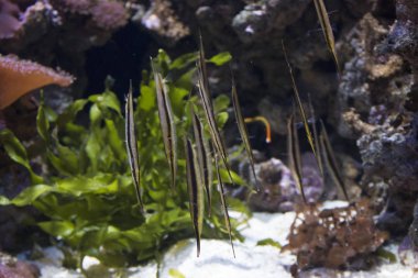 Razorfish in aquarium