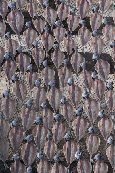 Ξήρανση ψαριών σε Ναζαρέ — Φωτογραφία Αρχείου
