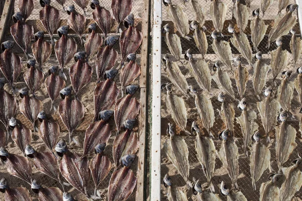 Snabbtorkande fisk i Nazare — Stockfoto
