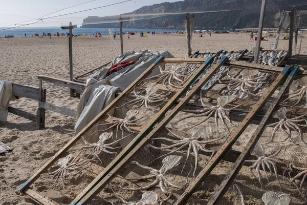 Drying octupus in Nazare — Stock Photo, Image