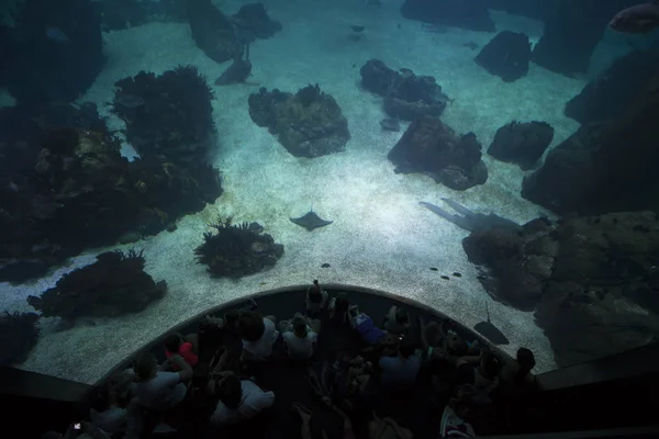 一个巨大的水族馆 — 图库照片