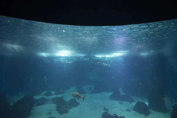 Een groot aquarium — Stockfoto