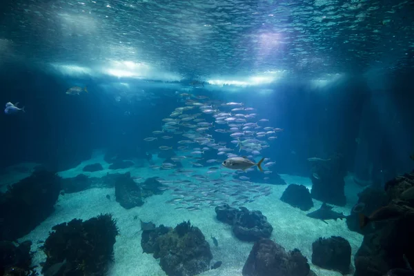 Een groot aquarium — Stockfoto