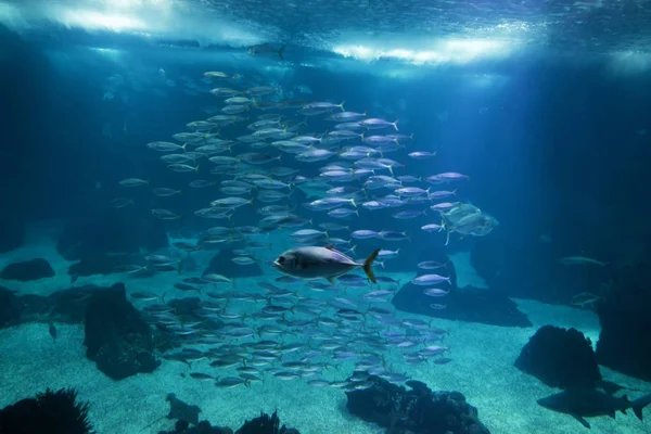 Een groot aquarium — Stockfoto