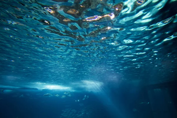 Büyük bir akvaryum — Stok fotoğraf