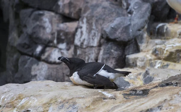 Pinguïn vogel ontspannen — Stockfoto