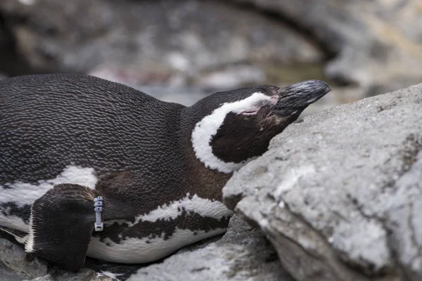 Penguin bird relaxing — Stock Photo, Image