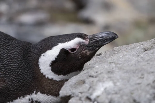 Pinguïn vogel ontspannen — Stockfoto