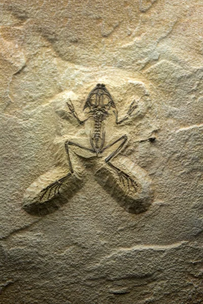 Dettagli fossili di rana — Foto Stock