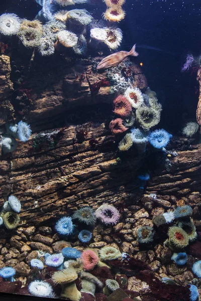 根据海珊瑚 — 图库照片