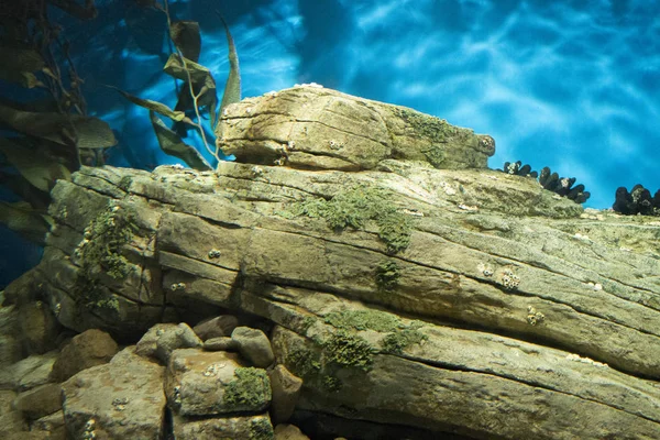 Gele kelp onder de zee — Stockfoto