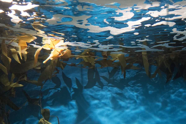 Gele kelp onder de zee — Stockfoto