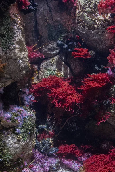 Под морем кораллы — стоковое фото