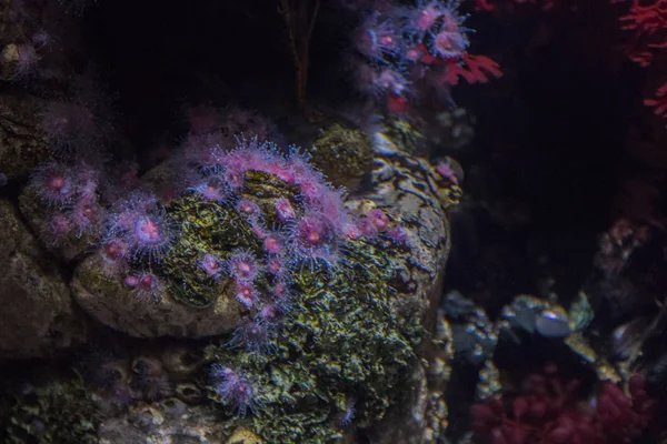 Sob o coral marinho — Fotografia de Stock