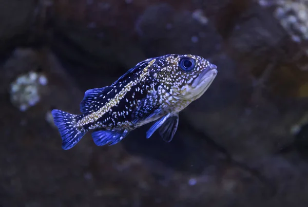 Pesce roccia cinese in un acquario — Foto Stock