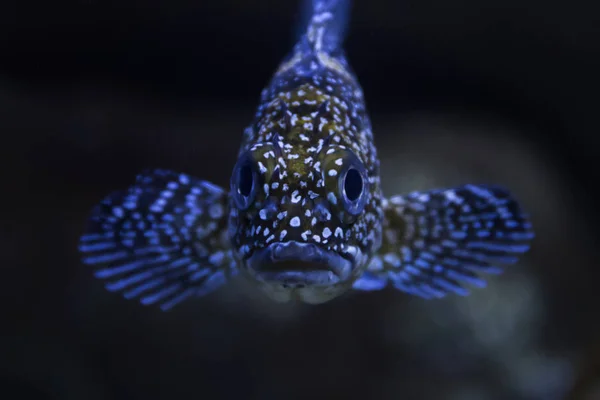 China rockfish em um aquário — Fotografia de Stock