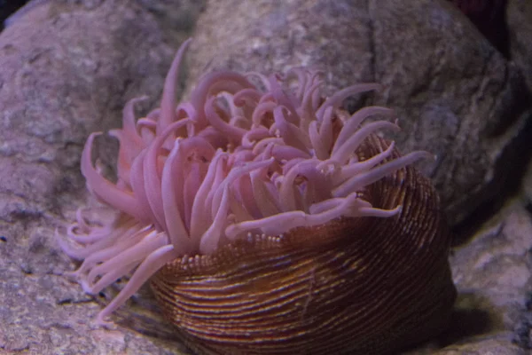 海の anenome の下で — ストック写真