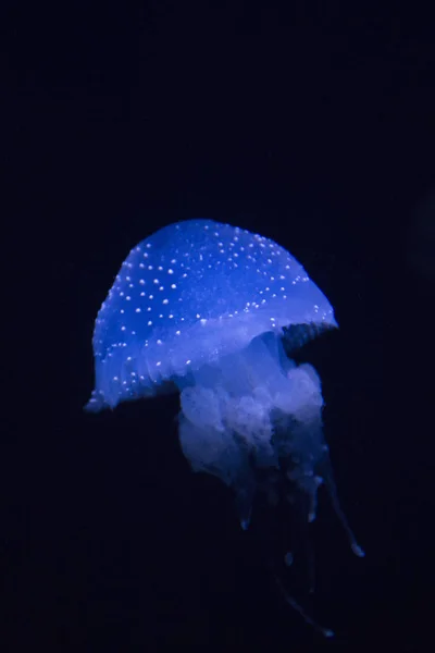 Medusas manchadas australianas —  Fotos de Stock