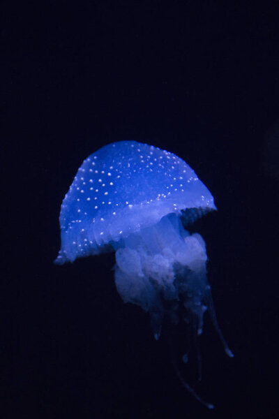 Australian spotted jellyfish