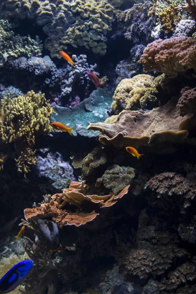 Deniz yaşam altında — Stok fotoğraf