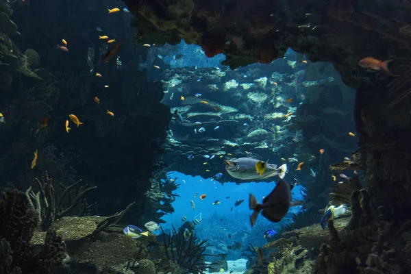 Unter dem Meeresleben — Stockfoto
