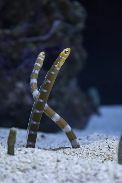 Splendid garden eel — Stock Photo, Image