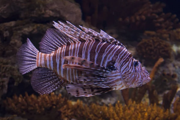 Red lionfish in aquarium — Stock Photo, Image