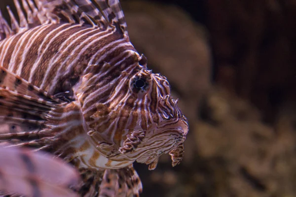 Lionfish vermelho no aquário — Fotografia de Stock