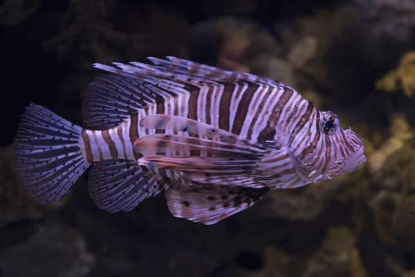 Red lionfish in aquarium — Stock Photo, Image