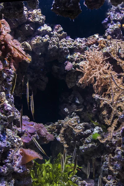 Под водой — стоковое фото