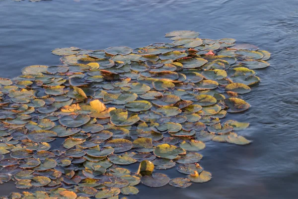 Lotus plant on a pond — Stock Photo, Image