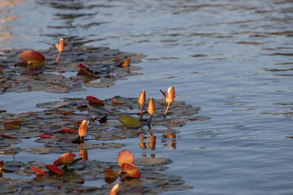 Lotus plant on a pond — Stock Photo, Image