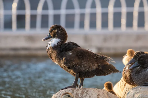 Mallard Pato pájaro — Foto de Stock