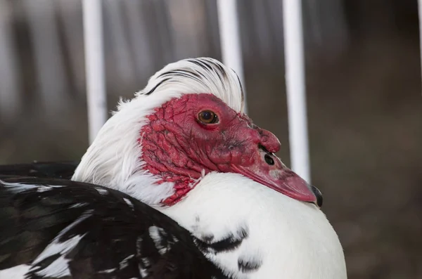 Kachna pižmová pták — Stock fotografie