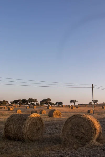 Rolls of straw — Stock Photo, Image